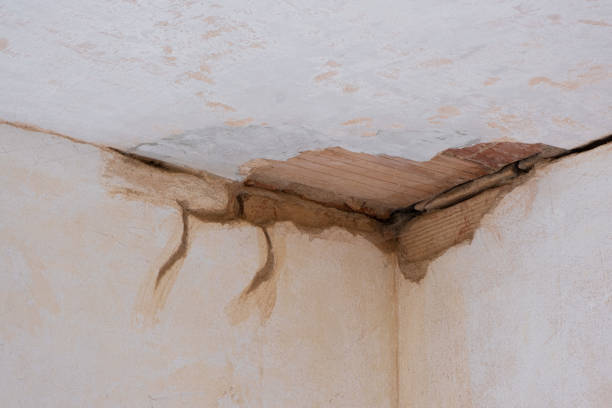 Best Carpet water damage restoration  in Hlsboro, IL